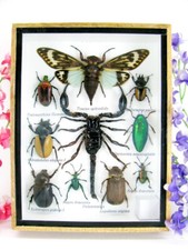 Pezzo unico - Veri insetti