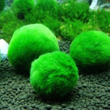 5 pz. MARIMO Alga Palla 3/4 CM - Pianta Vera Giapponese Cladophora per Acquario