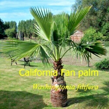 Washingtonia filifera
