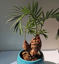 Cycas revoluta Thunb Giappone