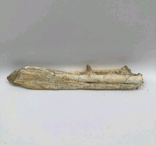Mosasaurus jaw fossil - mosasaurus,