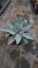Agave parryi 'Truncata' /