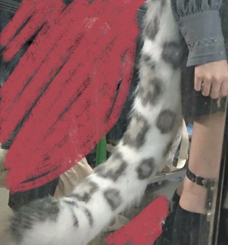Kigurumi leopardo delle