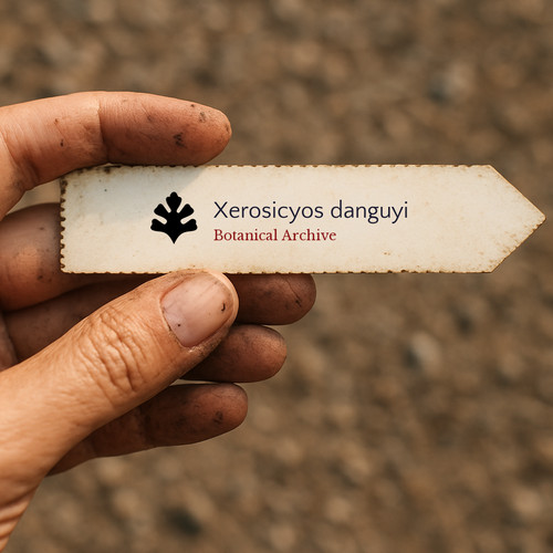 Xerosicyos danguyi seeds - xerosicyos,