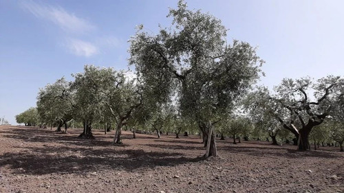 Olio extravergine oliva - di,