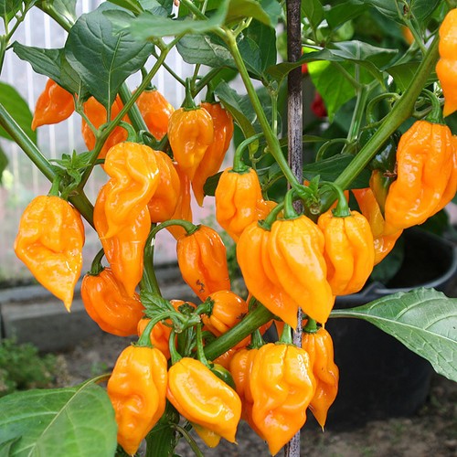 Dorset naga orange chilli - dorset, il