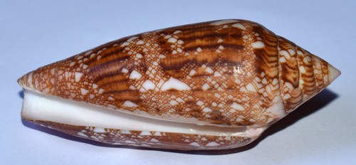 Sea shell coquillages - shell,