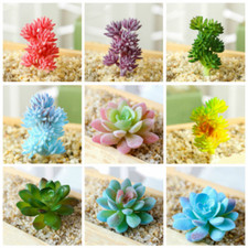 Mini pianta grasse artificiali