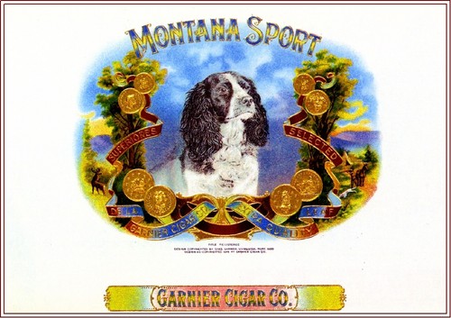 Montana sport inglese springer - montana,