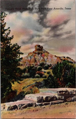 Cartolina camel head - camel's, peak