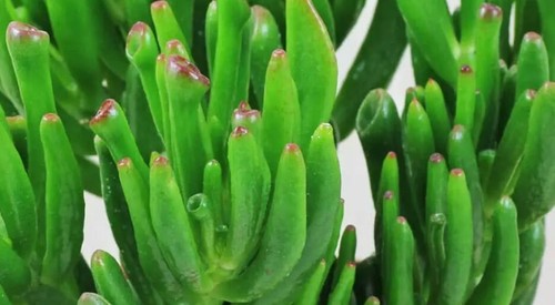 Hojas suculenta crassula - hojas,