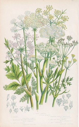 Aethusa cynapium erbe - aethusa,