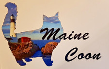 Maine Coon - Stampa artistica