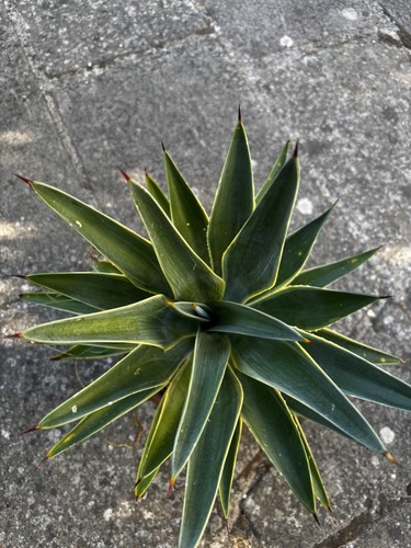 Agave desmettiana lemon