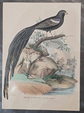 Uccelli vedova spallacci - uccelli,