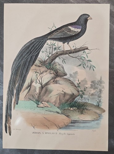 Uccelli vedova spallacci - uccelli,