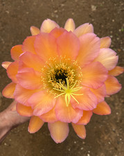 Cereus hybrid cactus - t.cereus,