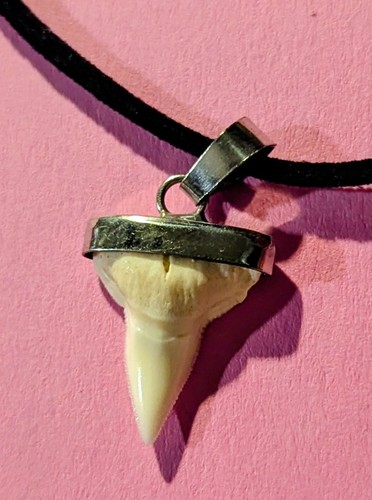 Dente squalo originale - dente, di