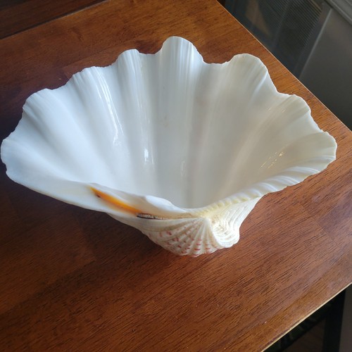 Vintage conchiglia vongole - conchiglia,