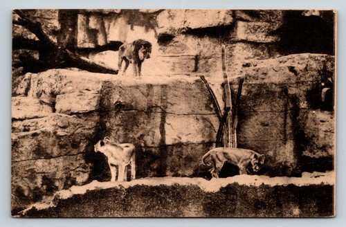 1912 roma zoo leoni den - 1912,