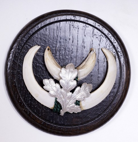 Bellissimi trofeo denti - denti, di