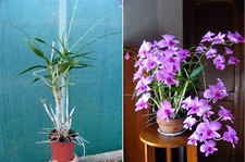 Dendrobium bigibbum