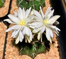 Seed discocactus - seed-,