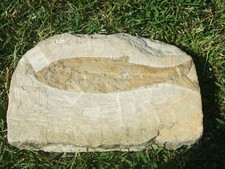 - Fossili - PESCE (7c) brasile
