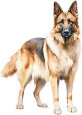 2 adesivi auto cane pastore