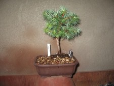 BONSAI GRAFTED JAPANESE LARCH