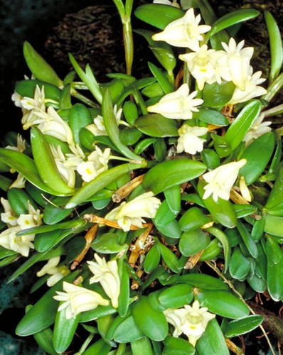 Dendrobium hymenanthum
