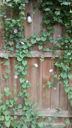Native morning glory - tx,