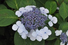 [Testato!/Opt MINT] Nikon Ai