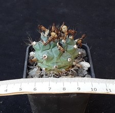Turbinicarpus swobodae 296 - turbinicarpus,