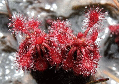 Pianta carnivora drosera - -,