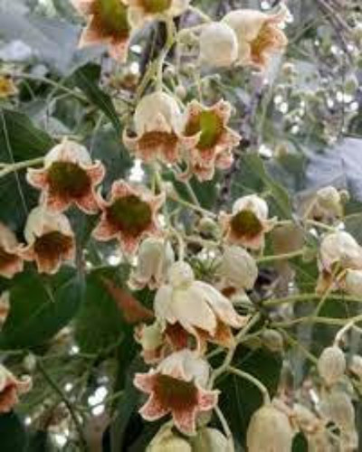Graines brachychiton - de,