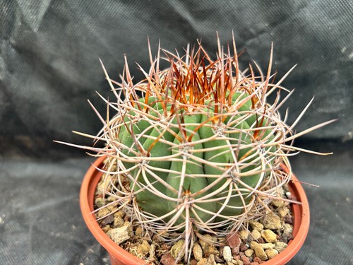 Denmoza rodacantha cactus - rodacantha,