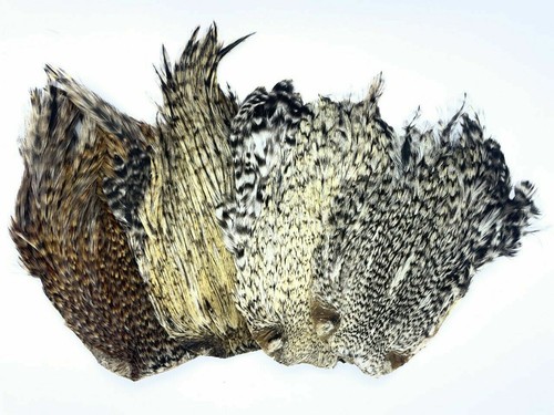Piuma del collo - 1x, gallo