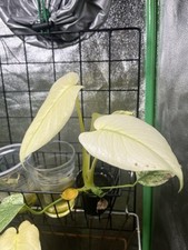 Monstera Mint kunzo