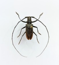 Entomology Taxidermy : Monochamus Sutor 21mm+/-, A1