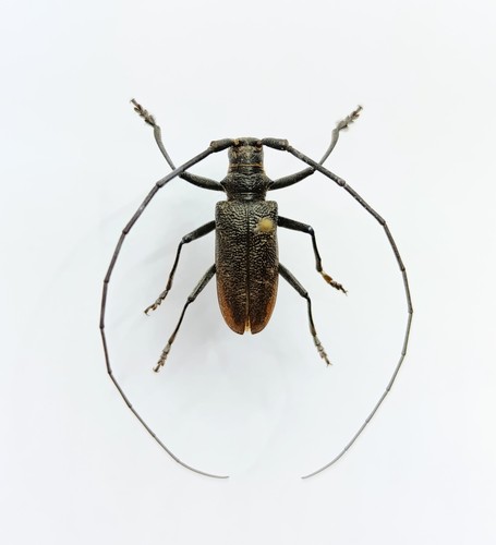 Entomology taxidermy - entomology,