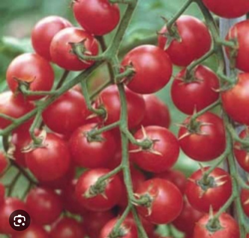 250 semi pomodoro - 250,