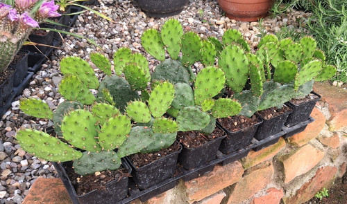 Opuntia humifusa merano fico - opuntia,