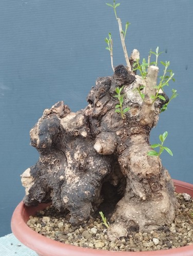 Bonsai olivastro 20x20cm - olivastro,