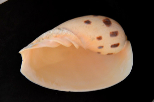 Specimen melo - melo, (indian