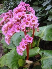 Bergenia RED BEAUTY pianta