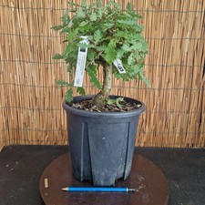 Bonsai di Quercia Roverella h 26cm Visita il mio negozio!