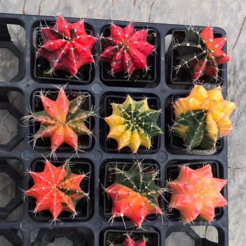 Pianta cactus succulenta - di,