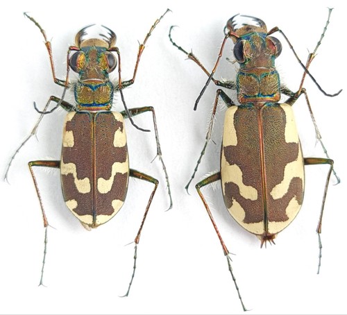 Carabidae cicindelinae - carabidae,,