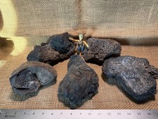 OFFERTA SPECIALE! 5 grandi